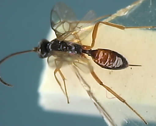 Ichneumonidae 6